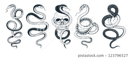 Snake tattoo. Cobra art sketch, serpent or viper python etching. Vintage asian reptile drawing. Elegant emblem or logo esoteric design. Boho black symbol. Vector flat isolated illustration Snake tattoo. Cobra art sketch, serpent or viper python etching. Vintage asian reptile drawing. Elegant emblem or logo esoteric design. Boho black symbol. Vector flat isolated illustration 123796527