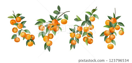 Watercolor mandarin. Fruit tree branch, tropical tangerine leaf and plants, botanical vitamin citrus fresh. Natural tangerine. Vector decorative design tropical orange compositions isolated set Watercolor mandarin. Fruit tree branch, tropical tangerine leaf and plants, botanical vitamin citrus fresh. Natural tangerine. Vector decorative design tropical orange compositions isolated set 123796534