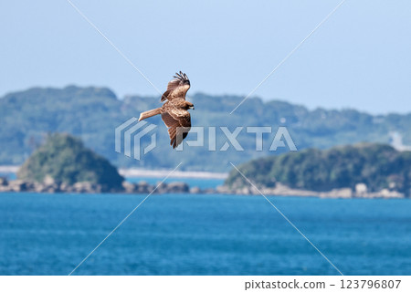 一隻禿鷹在海面上悠閒地飛翔 一隻禿鷹在海面上悠閒地飛翔 123796807