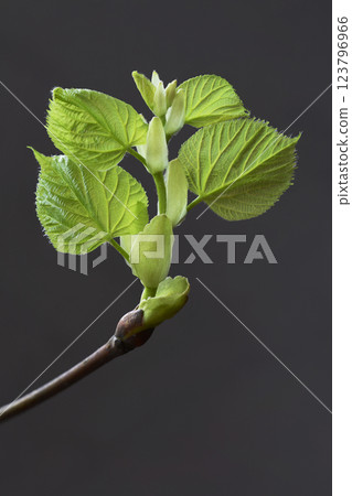 A stunning close-up of a budding plant showcasing vibrant green leaves A stunning close-up of a budding plant showcasing vibrant green leaves 123796966