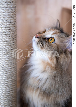 Brown mixed breed cat between Maine Coon and Scottish Fold, with cat scratcher. It is used to maintain its claws and stretch its muscles 123796980
