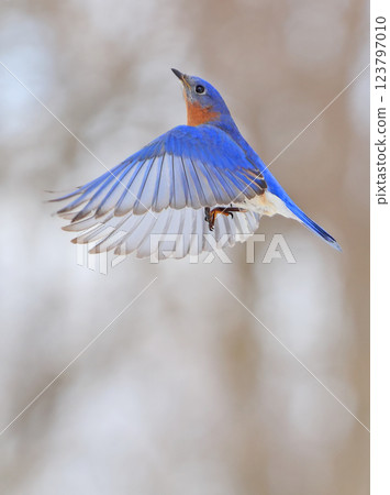 Bluebird flying in the forest on a grey background, Montreal, Canada 123797010