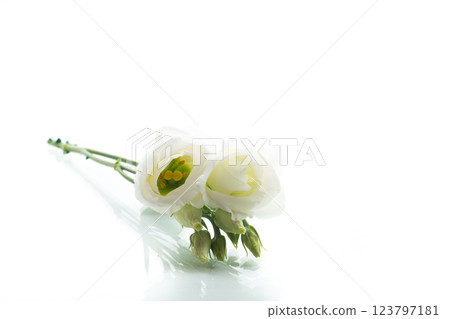 Delicate eustoma with white buds on the background Delicate eustoma with white buds on the background 123797181