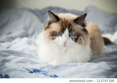 funny fluffy cat lying on bed, Ragdoll breed 123797186