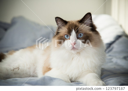 cat lies on bed and looks, breed Ragdoll 123797187