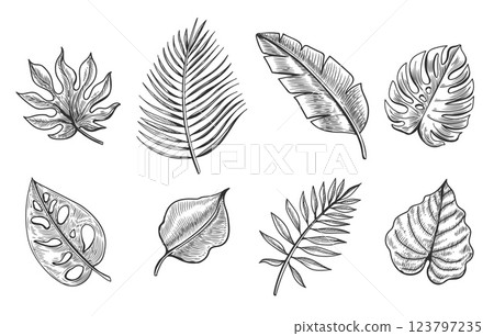 Hand drawn tropical leaves 123797235