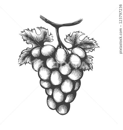 Hand drawn grapes sketch Hand drawn grapes sketch 123797236