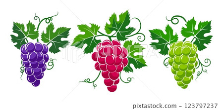 Green red purple grapes bunches 123797237