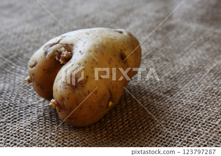 an irregularly shaped potato with small sprouts emerging from its surface, placed on a textured burlap fabric background 123797287