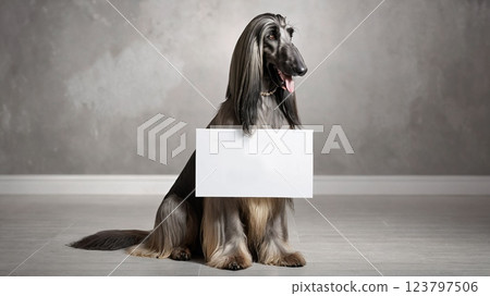 阿富汗獵犬留言板 123797506