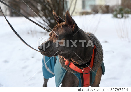 A striking short-haired dog, a Thai Ridgeback, is seen standing attentively in a snowy environment A striking short-haired dog, a Thai Ridgeback, is seen standing attentively in a snowy environment 123797534