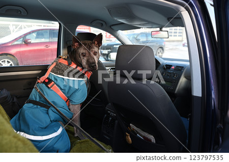 A well-dressed dog,  a Thai Ridgeback, sits in the back seat of a car, looking attentively at the camera. 123797535