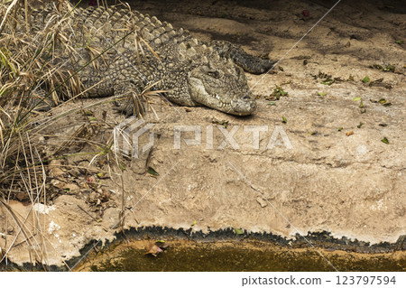 Crocodile in its natural habitat, wildlife. 123797594