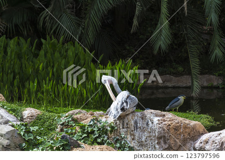 The Pelican sits on a stone, on a background of green vegetation near the pond The Pelican sits on a stone, on a background of green vegetation near the pond 123797596