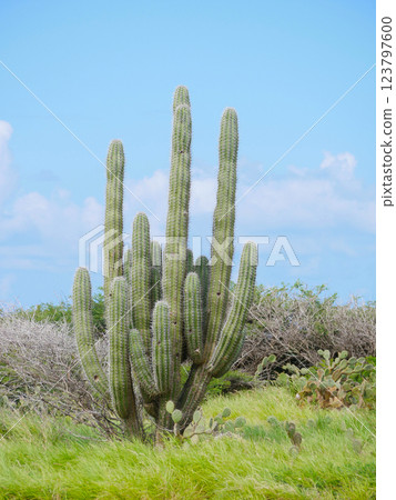 A huge wild cactus grows in Aruba A huge wild cactus grows in Aruba 123797600