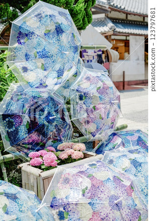 Hydrangea umbrellas at Yokokuji Temple Hydrangea umbrellas at Yokokuji Temple 123797681