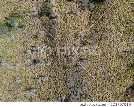 Grassland landscape with sparse trees captured from above on sunny day 123797919
