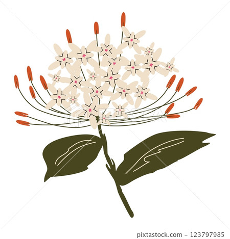 Elegant tropical flower with delicate cream petals and green leaves. Botanical exotic illustration in minimalistic flat style. For nature-themed prints, textiles, and digital art. Vector isolated 123797985