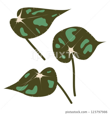 Set of three stylized tropical Begonia Tiger Paws. Exotic hand-drawn leaves. Isolated vector illustration on white background for prints, wallpapers, decorative elements 123797986