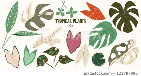 Collection of Tropical Foliage in a modern botanical flat style. Exotic Monstera, Caladium, Begonia, Ctenanthe, Aralia Balfour. Set of jungle plants. Vector Illustration Collection of Tropical Foliage in a modern botanical flat style. Exotic Monstera, Caladium, Begonia, Ctenanthe, Aralia Balfour. Set of jungle plants. Vector Illustration 123797990