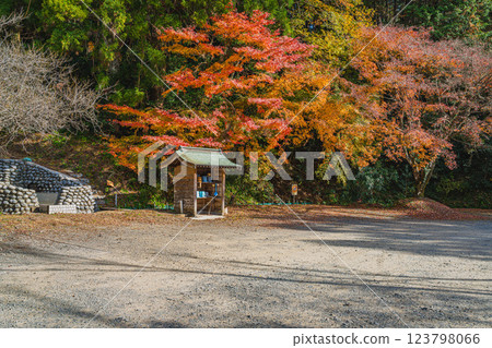 The parking lot of Daidoin Temple in Morimachi and the scenery of autumn leaves and fallen leaves (Shizuoka Prefecture) 123798066