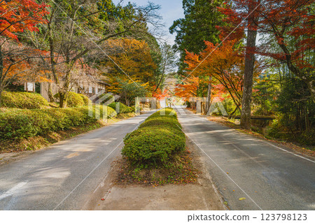 Autumn leaves and road in front of Daidoin Temple in Morimachi (Shizuoka Prefecture) Autumn leaves and road in front of Daidoin Temple in Morimachi (Shizuoka Prefecture) 123798123