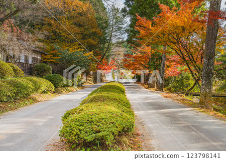 森町大道院前紅葉道路風景(靜岡縣) 森町大道院前紅葉道路風景(靜岡縣) 123798141