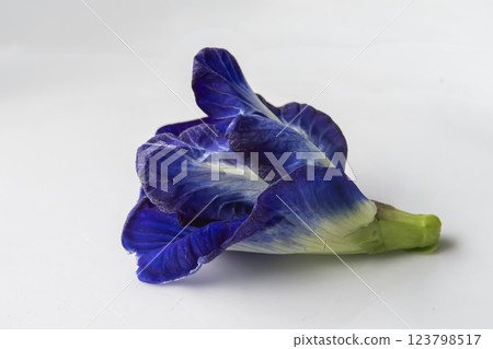 Close up of Butterfly pea flower on white background. Close up of Butterfly pea flower on white background. 123798517