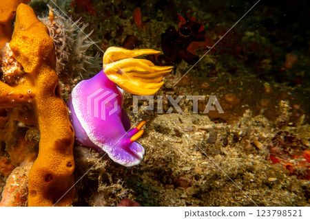 A beautiful and colorful nudibranch in purple and yellow in a strong current. Hypselodoris apolegma A beautiful and colorful nudibranch in purple and yellow in a strong current. Hypselodoris apolegma 123798521