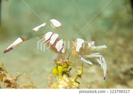 A super macro photo of a Holthuis cleaner shrimp, Ancylomenes holthuisi A super macro photo of a Holthuis cleaner shrimp, Ancylomenes holthuisi 123798527