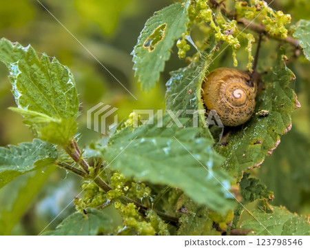 green leaves with snail 123798546