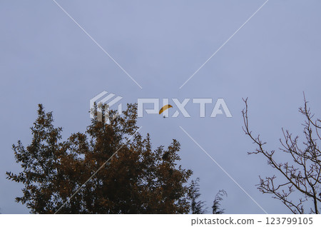 flying in the clear sky 123799105