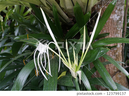 This view is about lilies or Hymenocallis littoralis 123799137