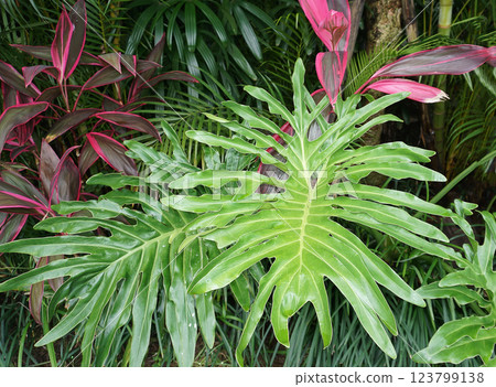 Philodendron bipinnatifidum at green garden Philodendron bipinnatifidum at green garden 123799138