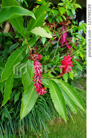Single bloom of a beautiful pink Ginger Lily, Alpinia purpurata, contrasted on a dark background with green leaves highlighted. Single bloom of a beautiful pink Ginger Lily, Alpinia purpurata, contrasted on a dark background with green leaves highlighted. 123799139
