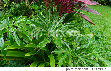 Philodendron bipinnatifidum at green garden Philodendron bipinnatifidum at green garden 123799140