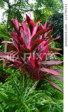 Cordyline fruticosa. It is a medium sized shrub. The slender, pointed leaves come in different colors green, green with white edges, dark red or reddish brown. Cordyline fruticosa. It is a medium sized shrub. The slender, pointed leaves come in different colors green, green with white edges, dark red or reddish brown. 123799141