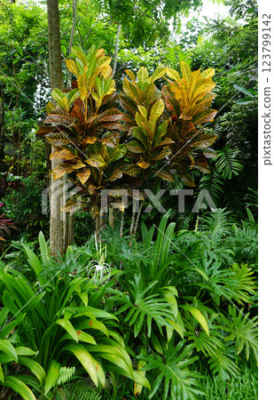 Codium variegated at green garden Codium variegated at green garden 123799142