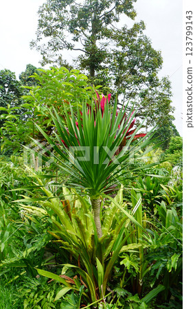 Photograph of Pandanus tectorius with ripe and raw fruits on the coastal shore, capturing the lush coastal beauty and vibrant tropical charm. Photograph of Pandanus tectorius with ripe and raw fruits on the coastal shore, capturing the lush coastal beauty and vibrant tropical charm. 123799143