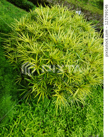 Decorative Plants Podocarpus Macrophyllus In The House Garden At Badung, Bali, Indonesia Decorative Plants Podocarpus Macrophyllus In The House Garden At Badung, Bali, Indonesia 123799146