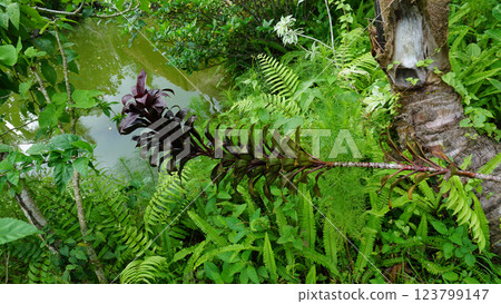 Blooming blushing bromeliad plant growing fertilely planted in the ground with grass surrounded Blooming blushing bromeliad plant growing fertilely planted in the ground with grass surrounded 123799147