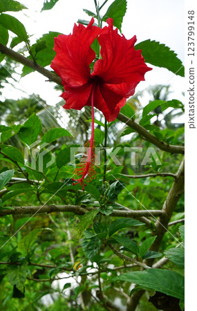 The Red China Rose Rosa chinensis is a captivating flowering shrub native to Southwest China, celebrated for its vibrant red blooms and historical significance in horticulture. The Red China Rose Rosa chinensis is a captivating flowering shrub native to Southwest China, celebrated for its vibrant red blooms and historical significance in horticulture. 123799148