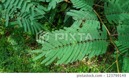 Leaves of Senegalia senegal, Gum Acacia tree. Its a small thorny deciduous tree from the genus Senegalia, which is known by several common names, including gum acacia, gum arabic tree, Sudan gum. Leaves of Senegalia senegal, Gum Acacia tree. Its a small thorny deciduous tree from the genus Senegalia, which is known by several common names, including gum acacia, gum arabic tree, Sudan gum. 123799149