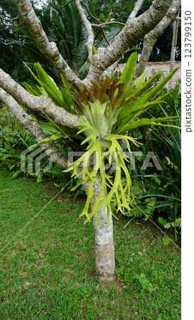 Platycerium coronarium is an epiphytic species of staghorn fern in the genus Platycerium. It is found in maritime Southeast Asia and Indochina. Platycerium coronarium is an epiphytic species of staghorn fern in the genus Platycerium. It is found in maritime Southeast Asia and Indochina. 123799150