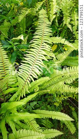 Beautiful fern leaf texture in nature. Natural ferns background. Fern leaves Close up. Fern plants in forest. Background nature concept. Beautiful fern leaf texture in nature. Natural ferns background. Fern leaves Close up. Fern plants in forest. Background nature concept. 123799151