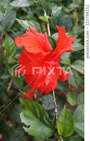 The Red China Rose Rosa chinensis is a captivating flowering shrub native to Southwest China, celebrated for its vibrant red blooms and historical significance in horticulture. The Red China Rose Rosa chinensis is a captivating flowering shrub native to Southwest China, celebrated for its vibrant red blooms and historical significance in horticulture. 123799152