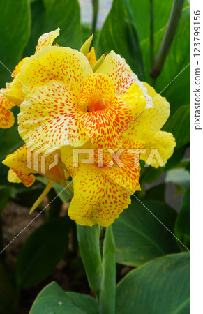 Canna Yellow King Humbert thrives in warm, moist conditions with full to partial sun exposure. 123799156