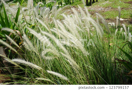 Fountain grass Hameln - Latin name - Cenchrus alopecuroides Hameln or Pennisetum alopecuroides Hameln 123799157