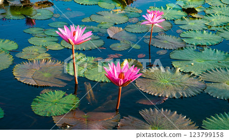 American water-lily close up in bloom American water-lily close up in bloom 123799158