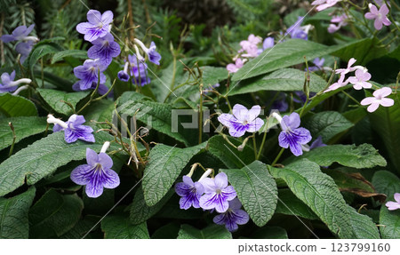 Streptocarpus ionanthus or Saintpaulia ionantha is a species of Streptocarpus in the section Saintpaulia, commonly known as an African violet. Purple flowers in the window. Space for copy txt 123799160